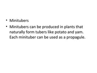• Minitubers
• Minitubers can be produced in plants that
naturally form tubers like potato and yam.
Each minituber can be used as a propagule.
 