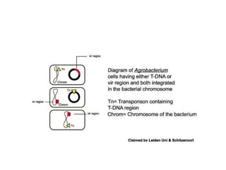 Plant tissue culture march 2