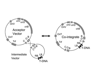 Plant tissue culture march 2