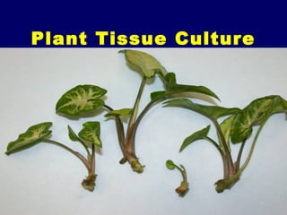 Plant Tissue Culture
 