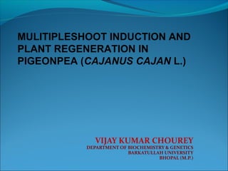 VIJAY KUMAR CHOUREY
DEPARTMENT OF BIOCHEMISTRY & GENETICS
BARKATULLAH UNIVERSITY
BHOPAL (M.P.)
MULITIPLESHOOT INDUCTION AND
PLANT REGENERATION IN
PIGEONPEA (CAJANUS CAJAN L.)
 