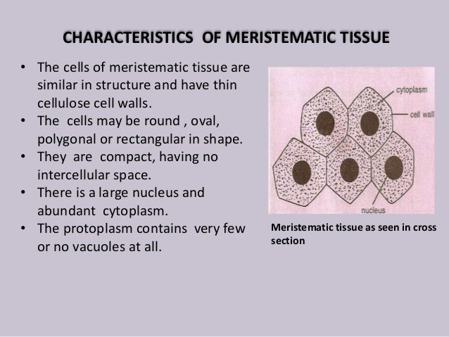 Plant tissue konmei mukholee slide