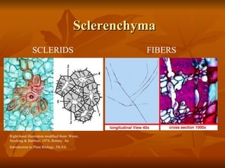 Sclerenchyma Right-hand illustration modified from: Weier, Stocking & Barbour, 1974, Botany: An Introduction to Plant Biology, 5th Ed.   SCLERIDS FIBERS 