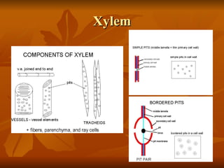 Xylem 