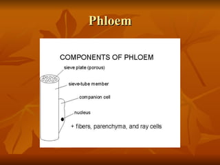 Phloem 