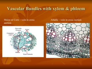 Vascular Bundles with xylem & phloem Maize or Corn – vein in cross section Alfalfa – vein in cross section 