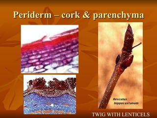 Periderm – cork & parenchyma TWIG WITH LENTICELS 