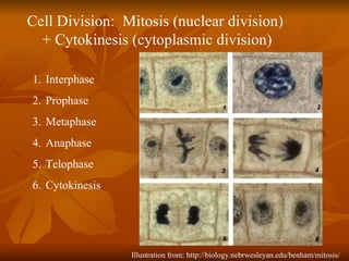 Illustration from: http://biology.nebrwesleyan.edu/benham/mitosis/   Interphase Prophase Metaphase Anaphase Telophase Cytokinesis Cell Division:  Mitosis (nuclear division)  + Cytokinesis (cytoplasmic division) 