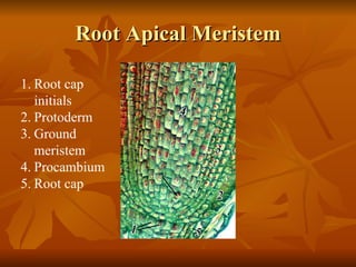 Root Apical Meristem Root cap initials Protoderm Ground meristem Procambium Root cap 