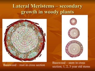 Lateral Meristems – secondary growth in woody plants Basswood – root in cross section Basswood – stem in cross section; 1, 2, 3 year old stems 