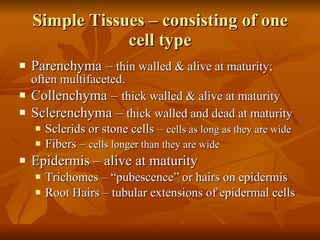 Simple Tissues – consisting of one cell type Parenchyma –  thin walled & alive at maturity; often multifaceted. Collenchyma –  thick walled & alive at maturity Sclerenchyma –  thick walled and dead at maturity Sclerids or stone cells –  cells as long as they are wide Fibers –  cells longer than they are wide Epidermis – alive at maturity Trichomes – “pubescence” or hairs on epidermis Root Hairs – tubular extensions of epidermal cells 
