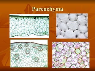Parenchyma 
