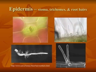 Epidermis –  stoma, trichomes, & root hairs http://www.ucd.ie/botany/Steer/hair/roothairs.html 