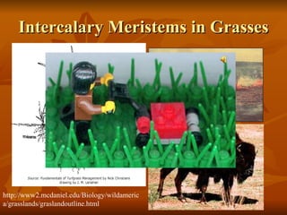 Intercalary Meristems in Grasses http://www2.mcdaniel.edu/Biology/wildamerica/grasslands/graslandoutline.html 