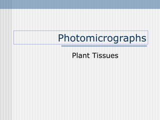Photomicrographs
Plant Tissues

 