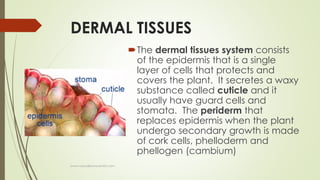 Plant tissues | PPTX