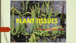 PLANT TISSUES
How is the internal organization of a plant?
www.naturalbornscientist.com
 