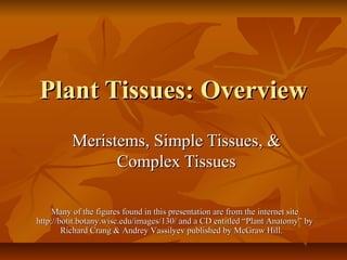 Plant Tissues: OverviewPlant Tissues: Overview
Meristems, Simple Tissues, &Meristems, Simple Tissues, &
Complex TissuesComplex Tissues
Many of the figures found in this presentation are from the internet siteMany of the figures found in this presentation are from the internet site
http://botit.botany.wisc.edu/images/130/ and a CD entitled “Plant Anatomy” byhttp://botit.botany.wisc.edu/images/130/ and a CD entitled “Plant Anatomy” by
Richard Crang & Andrey Vassilyev published by McGraw Hill.Richard Crang & Andrey Vassilyev published by McGraw Hill.
 