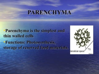 PARENCHYMAPARENCHYMA
•Parenchyma is the simplest andParenchyma is the simplest and
thin walled cellsthin walled cells
•Functions: Photosynthesis,Functions: Photosynthesis,
storage of reserved food materials.storage of reserved food materials.
 