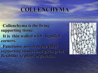 COLLENCHYMACOLLENCHYMA
•Collenchyma is the livingCollenchyma is the living
supporting tissue.supporting tissue.
•It is thin walled with lignifiedIt is thin walled with lignified
corners.corners.
•Functions: serves as the chiefFunctions: serves as the chief
supporting tissues and gives greatsupporting tissues and gives great
flexibility to plant organelles.flexibility to plant organelles.
 