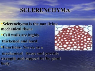 SCLERENCHYMASCLERENCHYMA
•Sclerenchyma is the non livingSclerenchyma is the non living
mechanical tissuemechanical tissue
•Cell walls are highlyCell walls are highly
thickened and hardthickened and hard
•Functions: Serves as aFunctions: Serves as a
mechanical tissue and providemechanical tissue and provide
strength and support to the plantstrength and support to the plant
bodybody
 