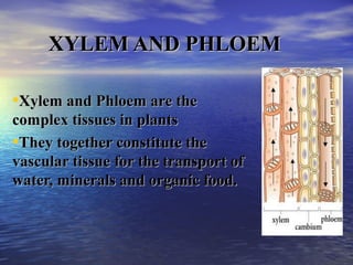 XYLEM AND PHLOEMXYLEM AND PHLOEM
•Xylem and Phloem are theXylem and Phloem are the
complex tissues in plantscomplex tissues in plants
•They together constitute theThey together constitute the
vascular tissue for the transport ofvascular tissue for the transport of
water, minerals and organic food.water, minerals and organic food.
 