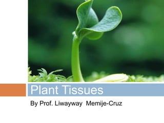 By Prof. Liwayway Memije-Cruz
Plant Tissues
 