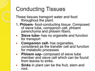 Conducting Tissues
These tissues transport water and food
throughout the plant.
1. Phloem- food-conducting tissue. Composed
of sieve tube, companion cell, phloem
parenchyma and phloem fibers.
 Sieve tube- has no organelle and function
for transport
 Companion cell- has organelles,
considered as the transfer cell and function
for metabolic processes
 Phloem sap- composed of sieve tube
member and sieve cell which can be found
from leaves to sinks.
 Sinks in plant can be the fruit, stem and
root.
 