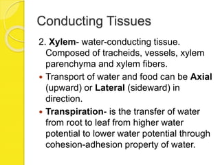 Conducting Tissues
2. Xylem- water-conducting tissue.
Composed of tracheids, vessels, xylem
parenchyma and xylem fibers.
 Transport of water and food can be Axial
(upward) or Lateral (sideward) in
direction.
 Transpiration- is the transfer of water
from root to leaf from higher water
potential to lower water potential through
cohesion-adhesion property of water.
 