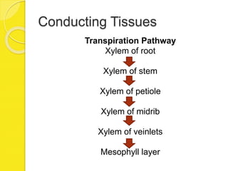 Conducting Tissues
Transpiration Pathway
Xylem of root
Xylem of stem
Xylem of petiole
Xylem of midrib
Xylem of veinlets
Mesophyll layer
 