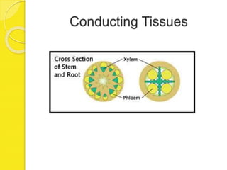 Conducting Tissues
 