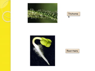 Trichome
s
Root Hairs
 