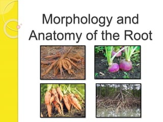 Morphology and
Anatomy of the Root
 