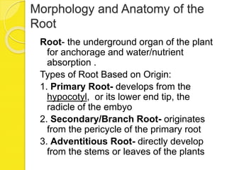 Morphology and Anatomy of the
Root
Root- the underground organ of the plant
for anchorage and water/nutrient
absorption .
Types of Root Based on Origin:
1. Primary Root- develops from the
hypocotyl, or its lower end tip, the
radicle of the embyo
2. Secondary/Branch Root- originates
from the pericycle of the primary root
3. Adventitious Root- directly develop
from the stems or leaves of the plants
 