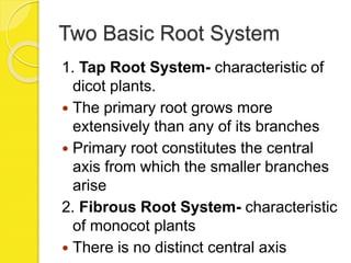 Two Basic Root System
1. Tap Root System- characteristic of
dicot plants.
 The primary root grows more
extensively than any of its branches
 Primary root constitutes the central
axis from which the smaller branches
arise
2. Fibrous Root System- characteristic
of monocot plants
 There is no distinct central axis
 