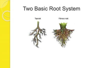 Two Basic Root System
 