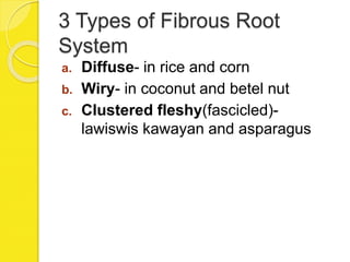 3 Types of Fibrous Root
System
a. Diffuse- in rice and corn
b. Wiry- in coconut and betel nut
c. Clustered fleshy(fascicled)-
lawiswis kawayan and asparagus
 