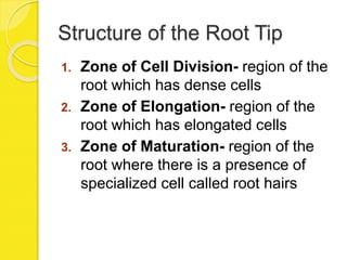 Structure of the Root Tip
1. Zone of Cell Division- region of the
root which has dense cells
2. Zone of Elongation- region of the
root which has elongated cells
3. Zone of Maturation- region of the
root where there is a presence of
specialized cell called root hairs
 