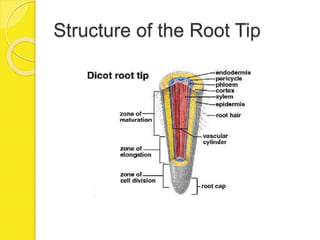 Structure of the Root Tip
 