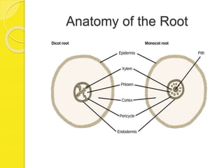 Anatomy of the Root
 