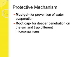 Protective Mechanism
 Mucigel- for prevention of water
evaporation
 Root cap- for deeper penetration on
the soil and trap different
microorganisms.
 
