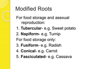 Modified Roots
For food storage and asexual
reproduction:
1. Tubercular- e.g. Sweet potato
2. Napiform- e.g. Turnip
For food storage only:
3. Fusiform- e.g. Radish
4. Conical- e.g. Carrot
5. Fasciculated- e.g. Cassava
 