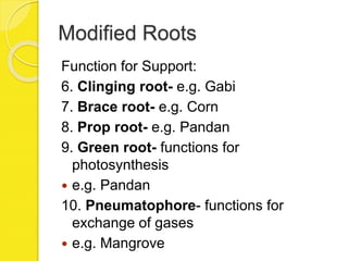 Modified Roots
Function for Support:
6. Clinging root- e.g. Gabi
7. Brace root- e.g. Corn
8. Prop root- e.g. Pandan
9. Green root- functions for
photosynthesis
 e.g. Pandan
10. Pneumatophore- functions for
exchange of gases
 e.g. Mangrove
 