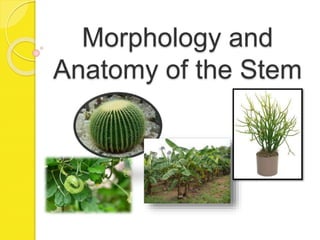 Morphology and
Anatomy of the Stem
 