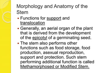Morphology and Anatomy of the
Stem
 Functions for support and
translocation
 Generally, an aerial organ of the plant
that is derived from the development
of the epicotyl of a germinating seed.
 The stem also performs other
functions such as food storage, food
production, asexual reproduction,
support and protection. Such stem
performing additional function is called
Methamorphosed or Modified Stem.
 