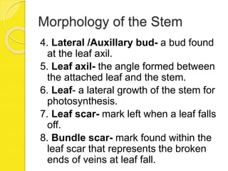 Morphology of the Stem
4. Lateral /Auxillary bud- a bud found
at the leaf axil.
5. Leaf axil- the angle formed between
the attached leaf and the stem.
6. Leaf- a lateral growth of the stem for
photosynthesis.
7. Leaf scar- mark left when a leaf falls
off.
8. Bundle scar- mark found within the
leaf scar that represents the broken
ends of veins at leaf fall.
 