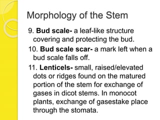 Morphology of the Stem
9. Bud scale- a leaf-like structure
covering and protecting the bud.
10. Bud scale scar- a mark left when a
bud scale falls off.
11. Lenticels- small, raised/elevated
dots or ridges found on the matured
portion of the stem for exchange of
gases in dicot stems. In monocot
plants, exchange of gasestake place
through the stomata.
 