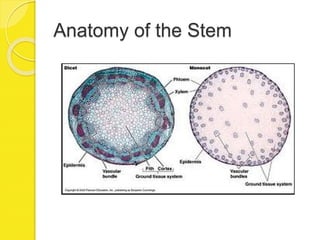 Anatomy of the Stem
 