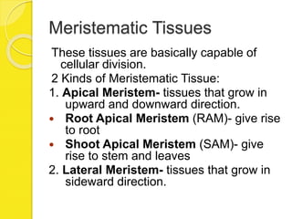 Meristematic Tissues
These tissues are basically capable of
cellular division.
2 Kinds of Meristematic Tissue:
1. Apical Meristem- tissues that grow in
upward and downward direction.
 Root Apical Meristem (RAM)- give rise
to root
 Shoot Apical Meristem (SAM)- give
rise to stem and leaves
2. Lateral Meristem- tissues that grow in
sideward direction.
 