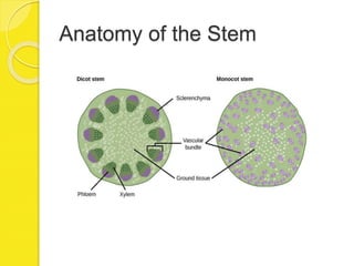 Anatomy of the Stem
 